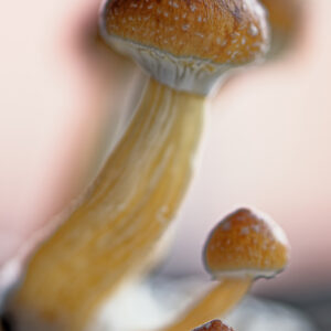 Golden Empress psilocybin cubensis magic mushroom