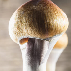 Mazatapec psilocybin mushroom