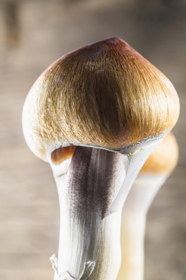 Mazatapec psilocybin mushroom