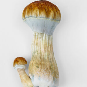 trans envy psilocybin cubensis magic mushroom