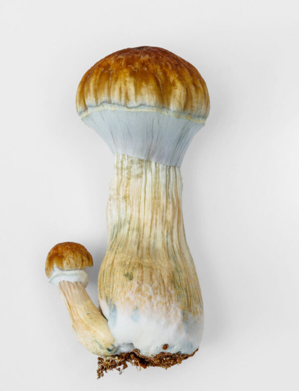 trans envy psilocybin cubensis magic mushroom